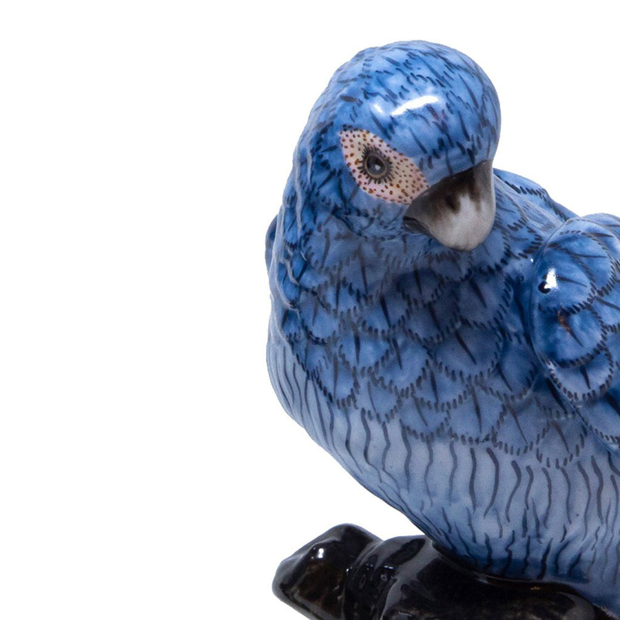 Blue Parrots